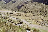 Llama grazing on puna grassland along the Inca Trail 